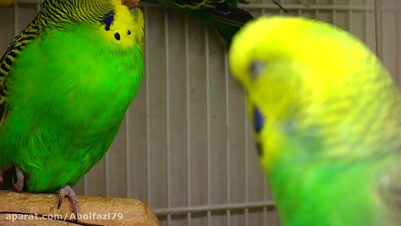 صدای مرغ عشق نر مست