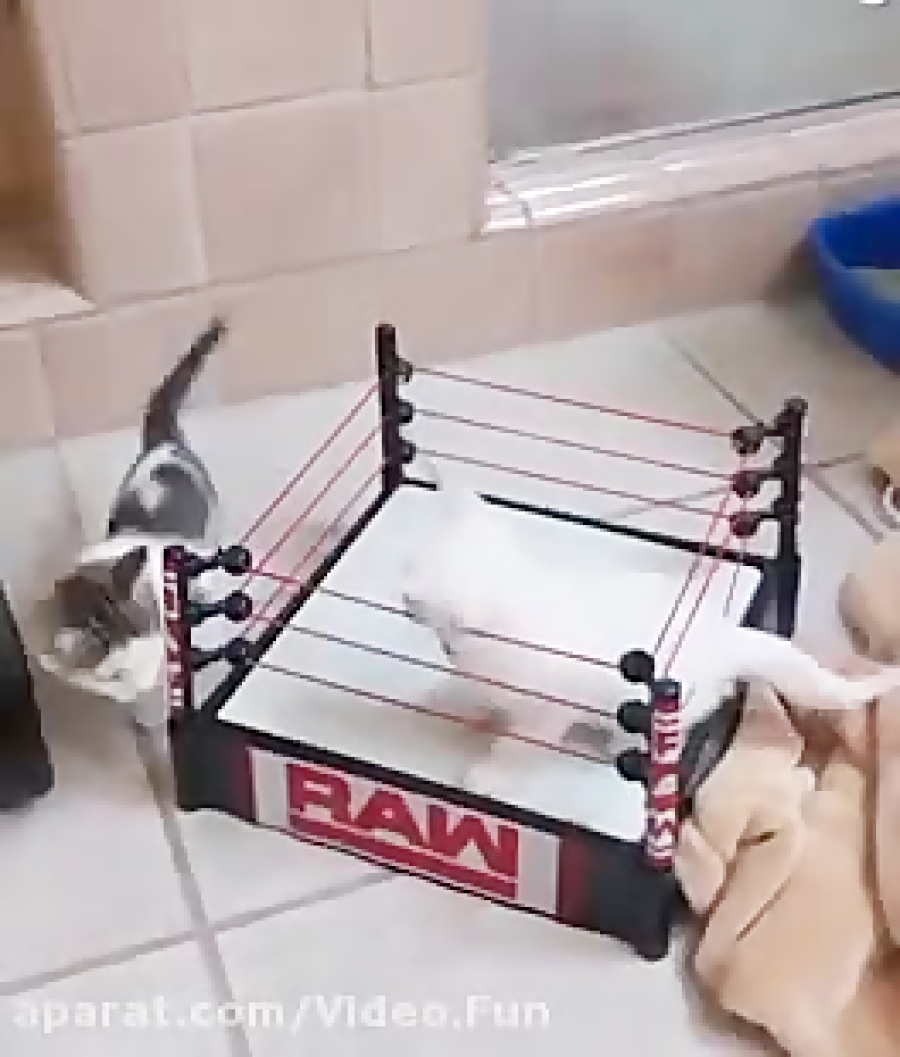 کشتی کج گربه ها