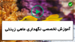 آموزش پرورش ماهی زینتی -ماهی زینتی-نگهداری ماهی بتا