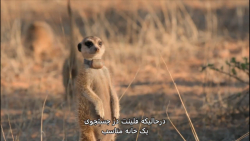 مستند قلمرو میرکات ها: آغاز سلسله 2021 (قسمت ۳)
