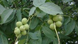 فروش نهال گردو خوشه ای در همدا...