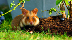 مستند حیات و مورات دنیای کوچک...