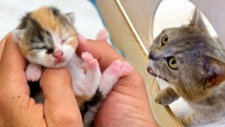 تماشای مادر گربه به بچه گربه...