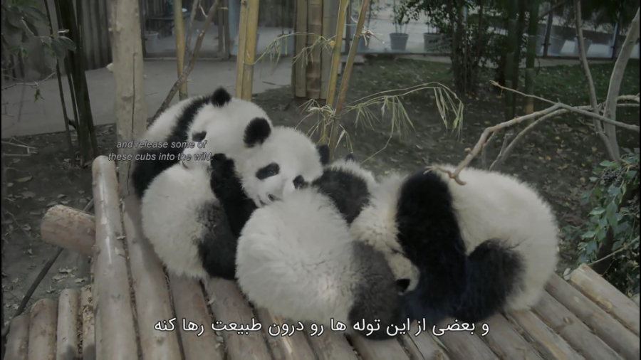 مستند پانداها: سفر به خانه Pandas 2018 زمان2537ثانیه