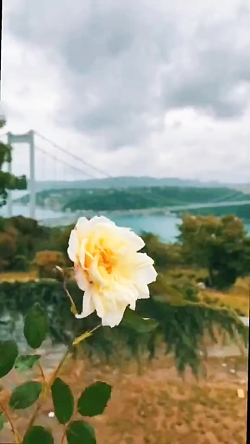 طبیعت زیباست