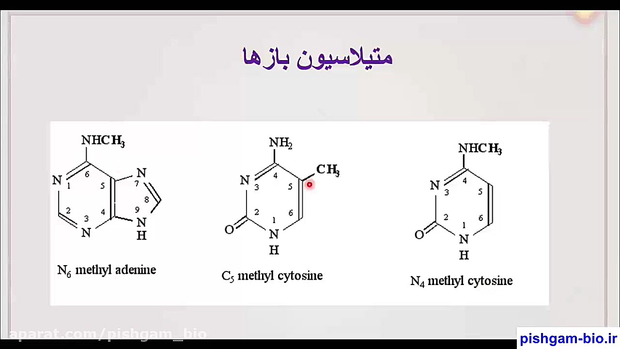 فیلم آموزش جامع طراحی پرایمر برای بررسی متیلاسیون در ژن ها به زبان فارسی اینفلوئنسر بامزه