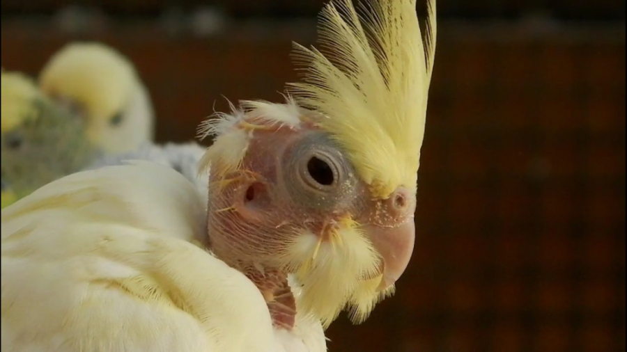 علائم بیماری در عروس هلندی (پت پرس) شلخته خان