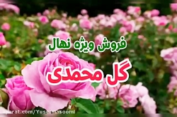 فروش نهال گل محمدی ۰۹۱۴۸۲۸۶۳۴۱