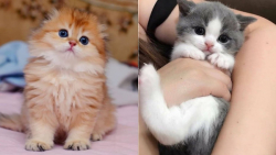 طنز و باحال ترین فیلم های گربه...