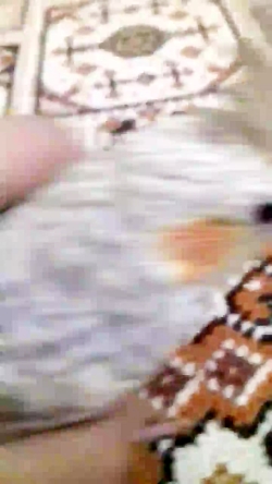 انواع غذای عروس هلندی