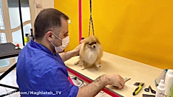 پویان ان ار بیسکی عروس شد️دنبا...