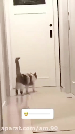 گربه ی پر زور