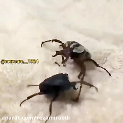 کشتی کج سوسکا