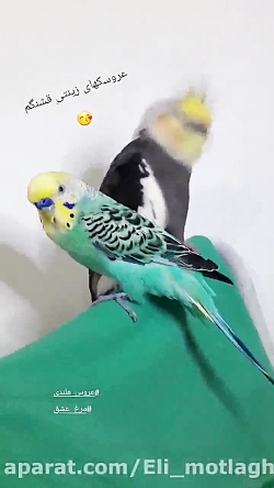 عروس هلندی و مرغ عشق / کاسکو ملنگو کوتوله طوطی پرنده