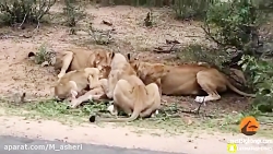راز بقا جدید خارجی  نبرد حیوان...