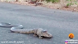 راز بقا جدید خارجی  نبرد حیوان...