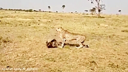 راز بقا جدید خارجی  نبرد حیوان...