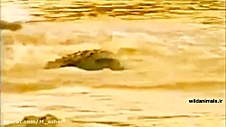 راز بقا جدید خارجی  نبرد حیوان...