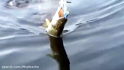 راز بقا جدید خارجی  نبرد حیوان...