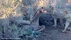 راز بقا جدید خارجی  نبرد حیوان...