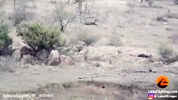 راز بقا جدید خارجی  نبرد حیوان...