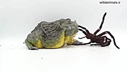 راز بقا جدید خارجی  نبرد حیوان...