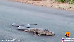 راز بقا جدید خارجی  نبرد حیوان...