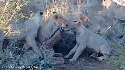 راز بقا جدید خارجی  نبرد حیوان...