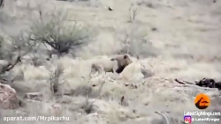 راز بقا جدید خارجی  نبرد حیوان...