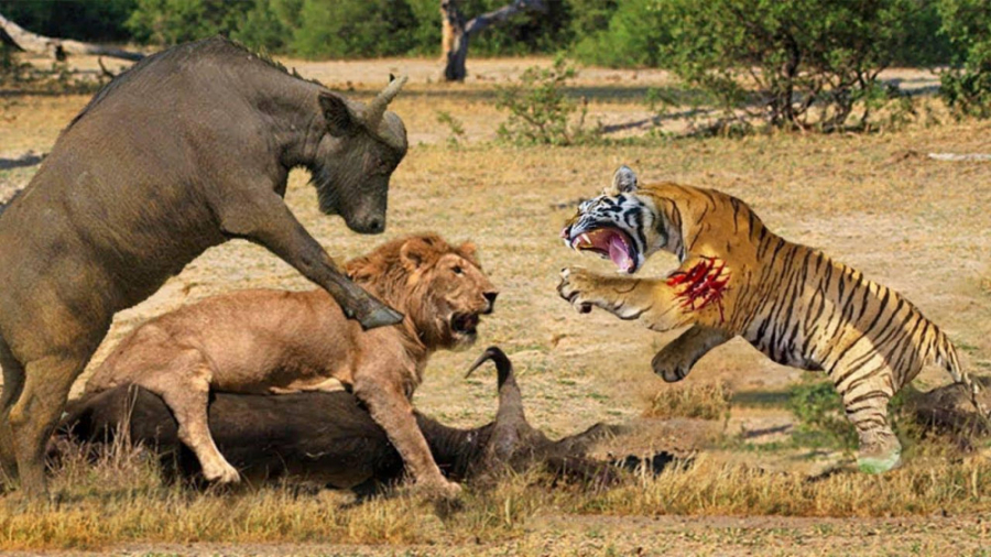 مستند حیات وحش  جنگ و نبرد ببر...