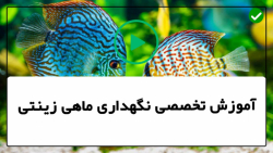 آموزش پرورش ماهی زینتی -ماهی زینتی-بیماری های کم توجه شده ی ماهی آب نمک