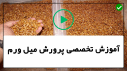 آموزش پرورش میل ورم-کارگاه پرورش میل ورم- پرورش میل روم به روش صنعتی