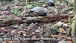 وقتی لاک&zwnj;پشت شکارچی پرنده...