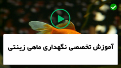 آموزش پرورش ماهی زینتی -ماهی زینتی-دلایل مردن ماهی ها