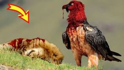 مرگبارترین پرنده هایی که نباید...