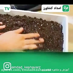 کاشت ریحان