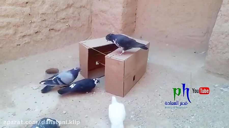 تله برای گرفتن کفتر