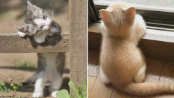 بچه گربه های ناز و کیوت