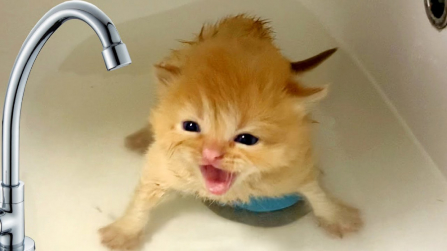 حمام کردن گربه کوچولو
