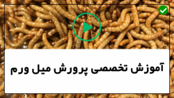 آموزش پرورش میل ورم-کارگاه پرورش میل ورم-رورش میل ورم نوع tenebrio molitor
