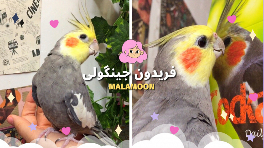 طوطی بامزه و سوت زدن عروس هلندی سخنگو فریدون محمدرضا گلزار