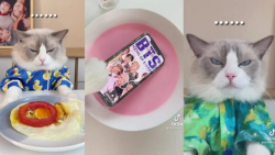 کلیپ کیوت گربه ها :: حیوانات خ...