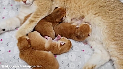 شیرخوردن بامزه بچه گربه