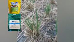 رویش مجدد شلتوک نتیجه استفاده...