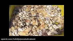 نکات کلیدی در مورد پرورش جوجه بلدرچین یک روزه تازه متولد شده