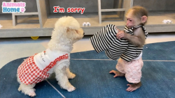 بچه میمون باهوش و بامزه : کلیپ...