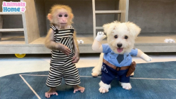 کلیپ بامزه حیوانات خانگی :: سگ...