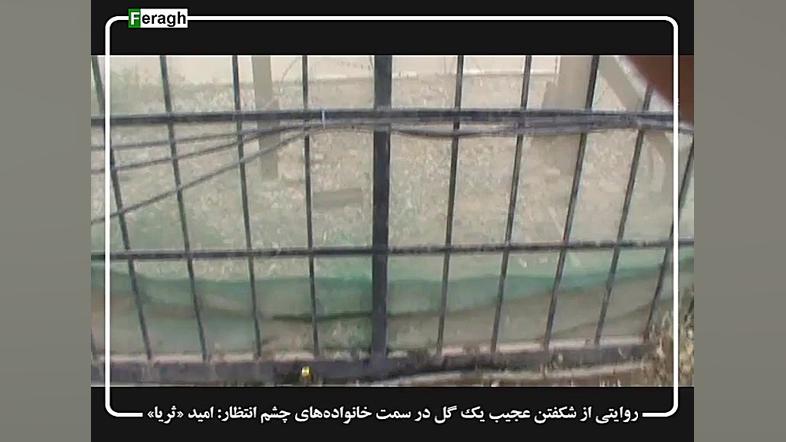 سفرنامه فراق / روایتی از شکفتن عجیب یک گل در سمت خانواده‌های چشم انتظار آهو خمیازه