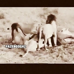 حیوان به حیوان رحم می کنه