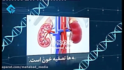 ساختمان و کارکرد کلیه